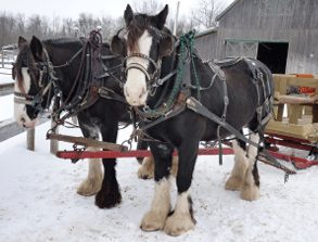 sleighrides