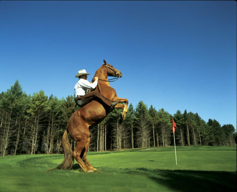 Golf Thoroughbred rearin_horse touched up Double JJ Resort