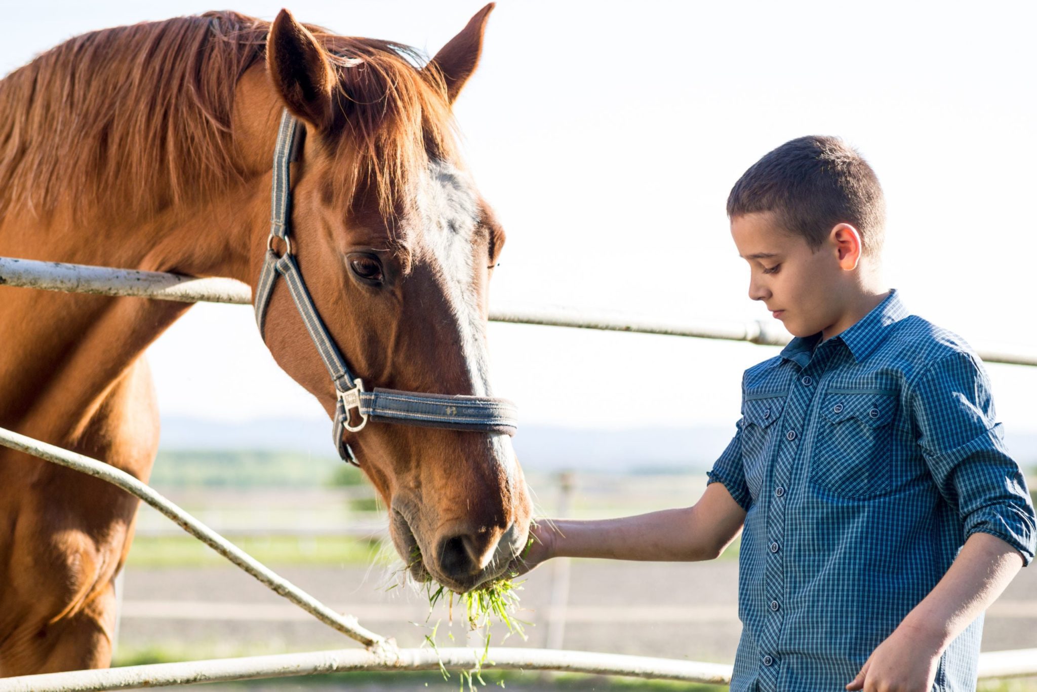 Мальчики пои. Мальчик на лошадке. Человек кормит лошадь. Мальчик и конь. Мальчик кормит лошадь.